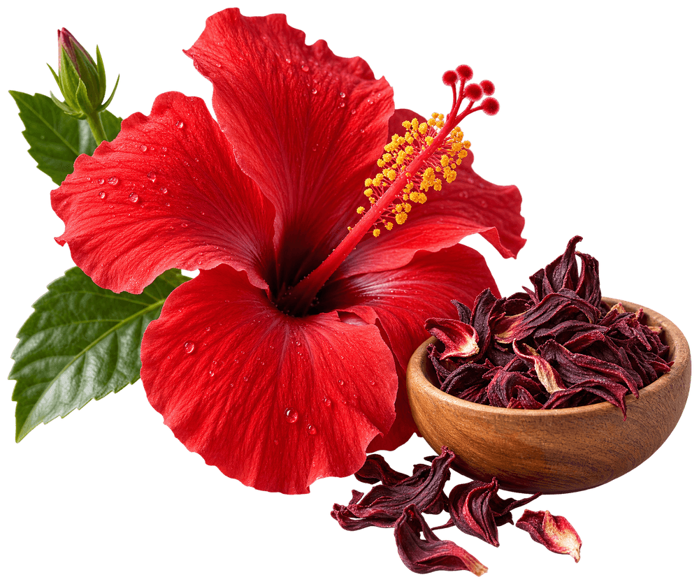 Hibiscus